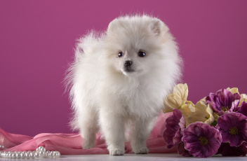 Картинка животные собаки шпиц щенок порода белый цветы