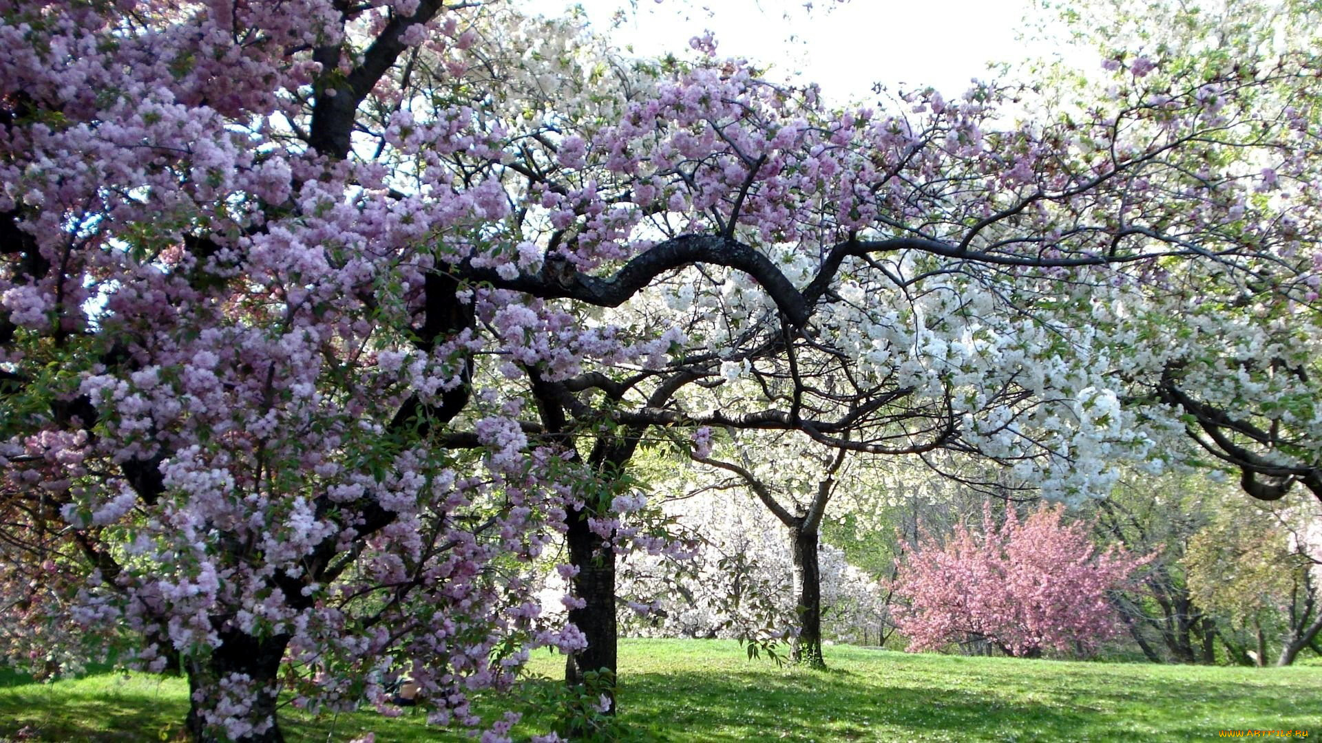 природа, деревья, цветение, сад, весна