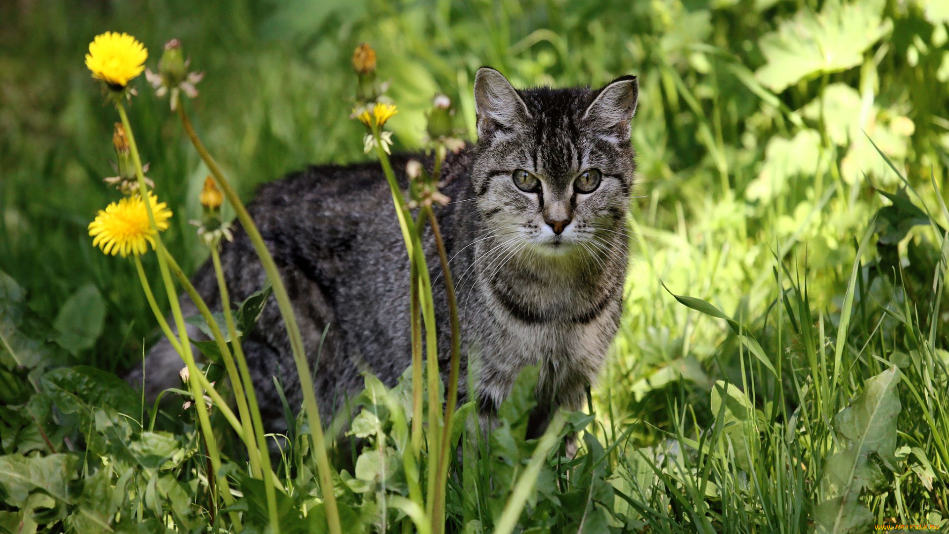 животные, коты