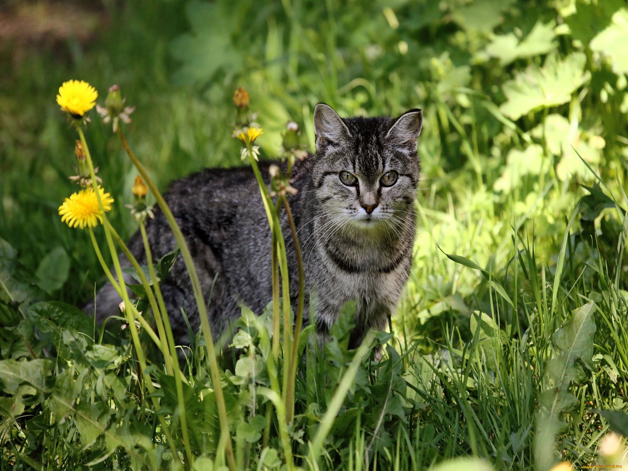 животные, коты