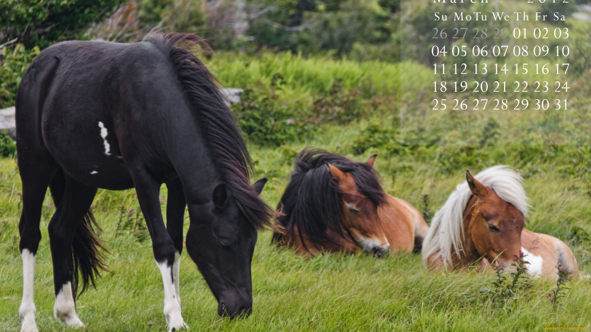календари, животные, лошади