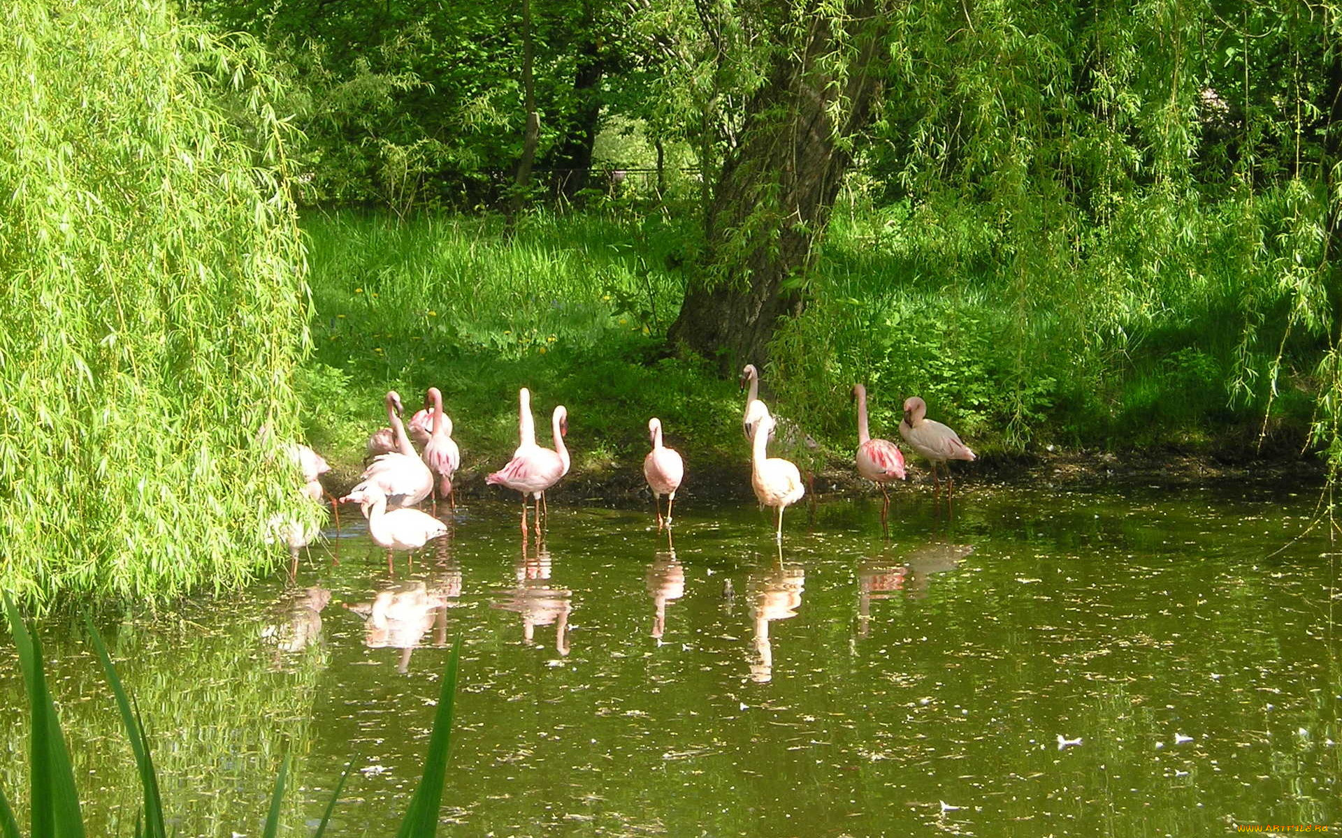 животные, фламинго, водоем