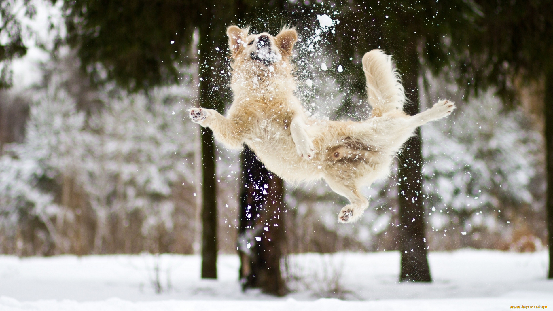 животные, собаки, радость, настроение, снег, зима