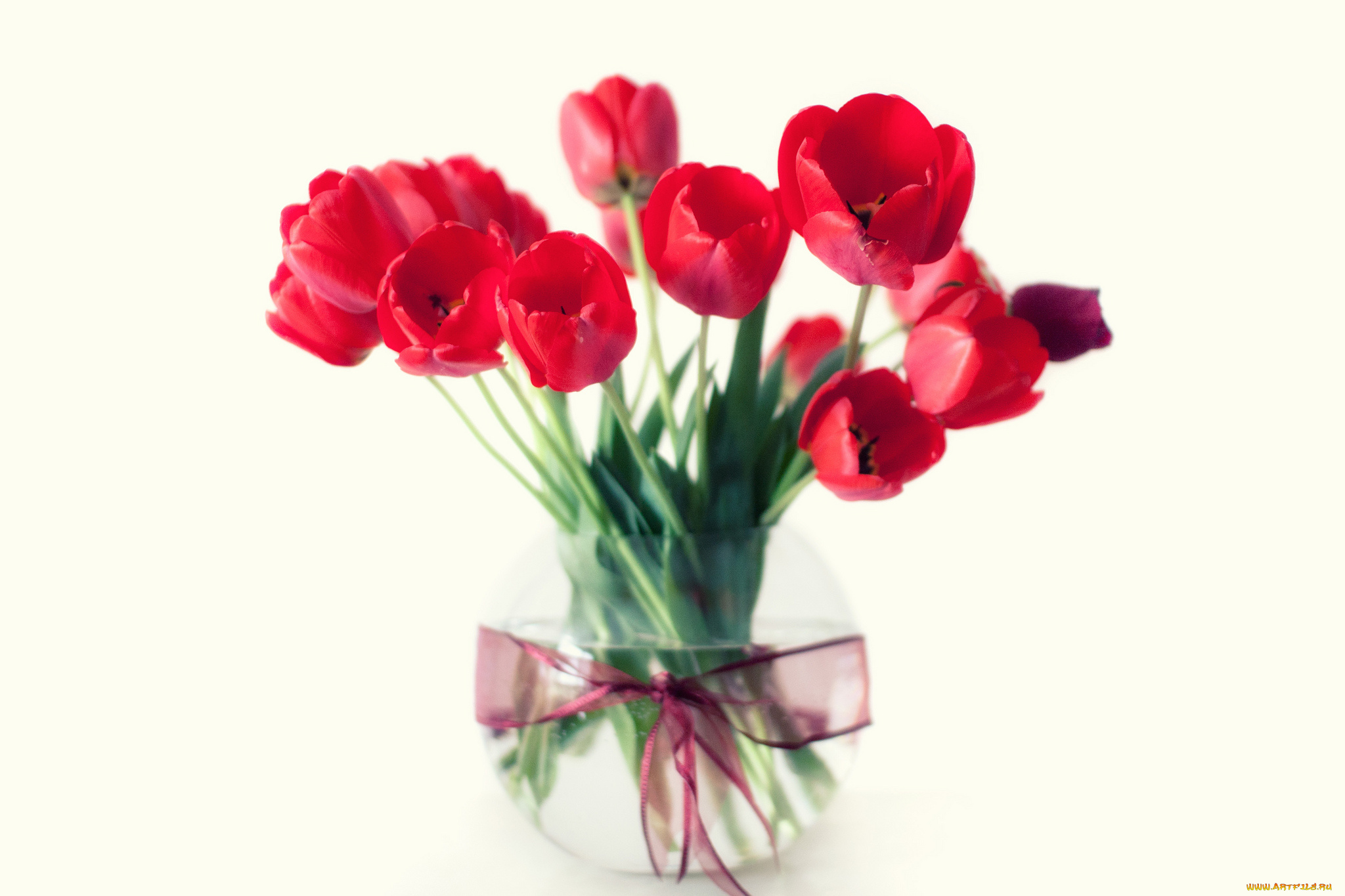 цветы, тюльпаны, бант, букет