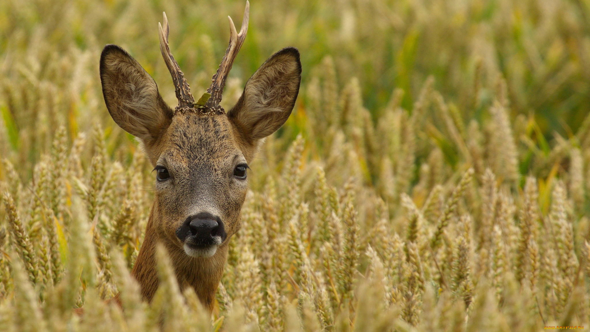 животные, антилопы, косуля, самец, roebuck