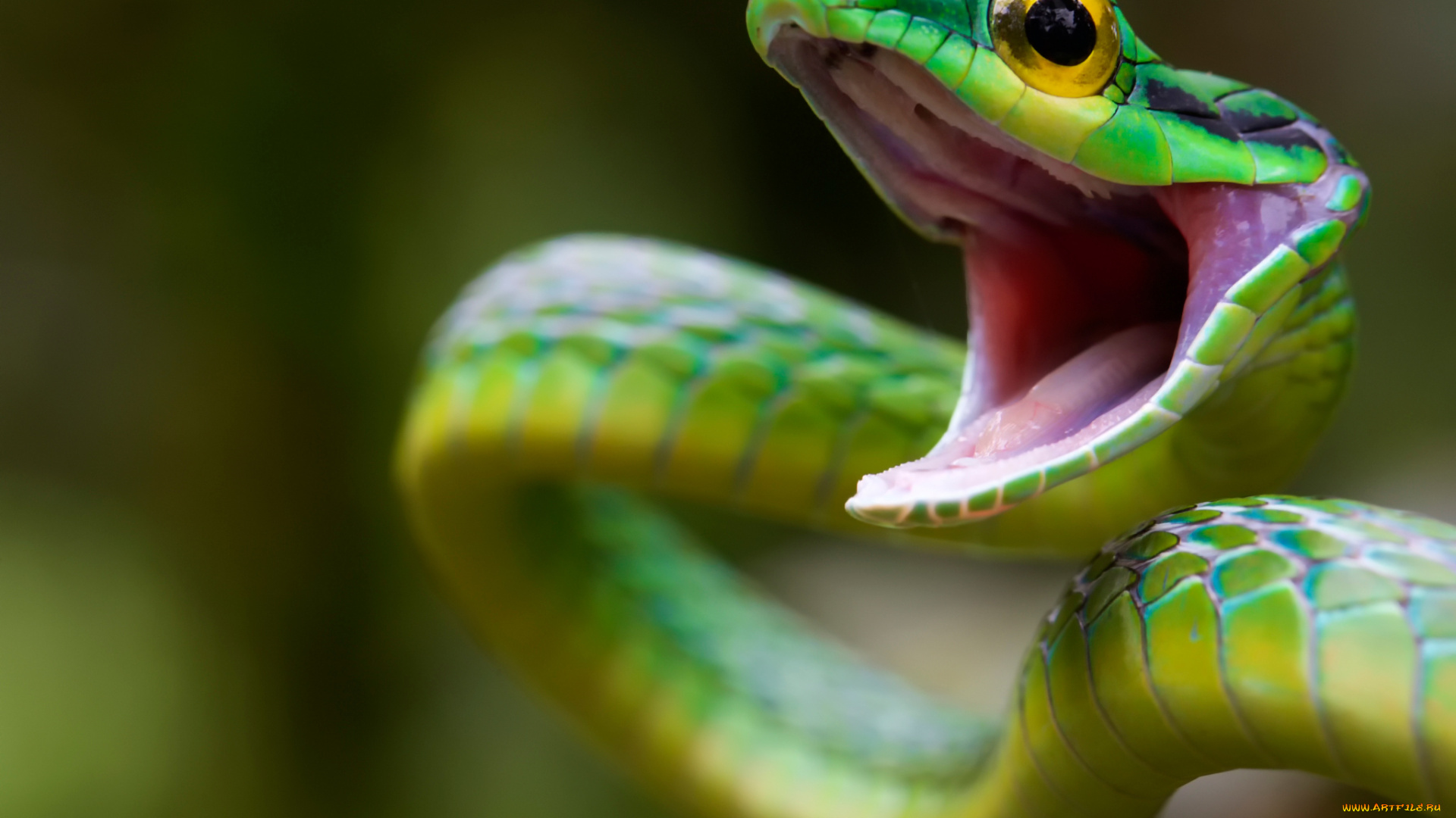 животные, змеи, , питоны, , кобры, costa, rica, green, snake, дикая, природа, атака, змея