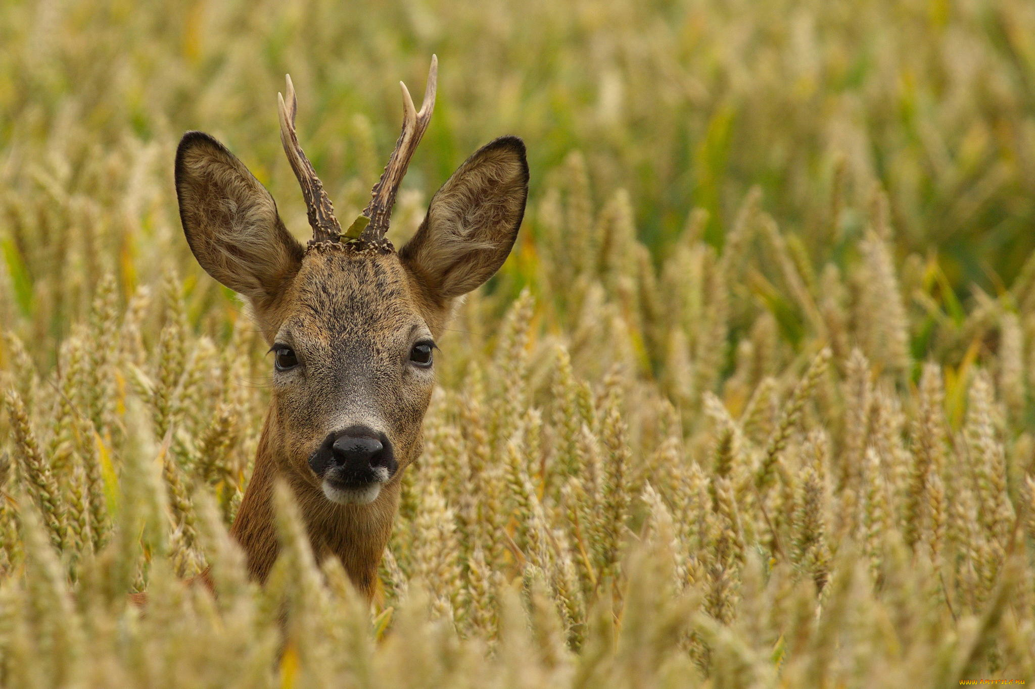 животные, антилопы, косуля, самец, roebuck