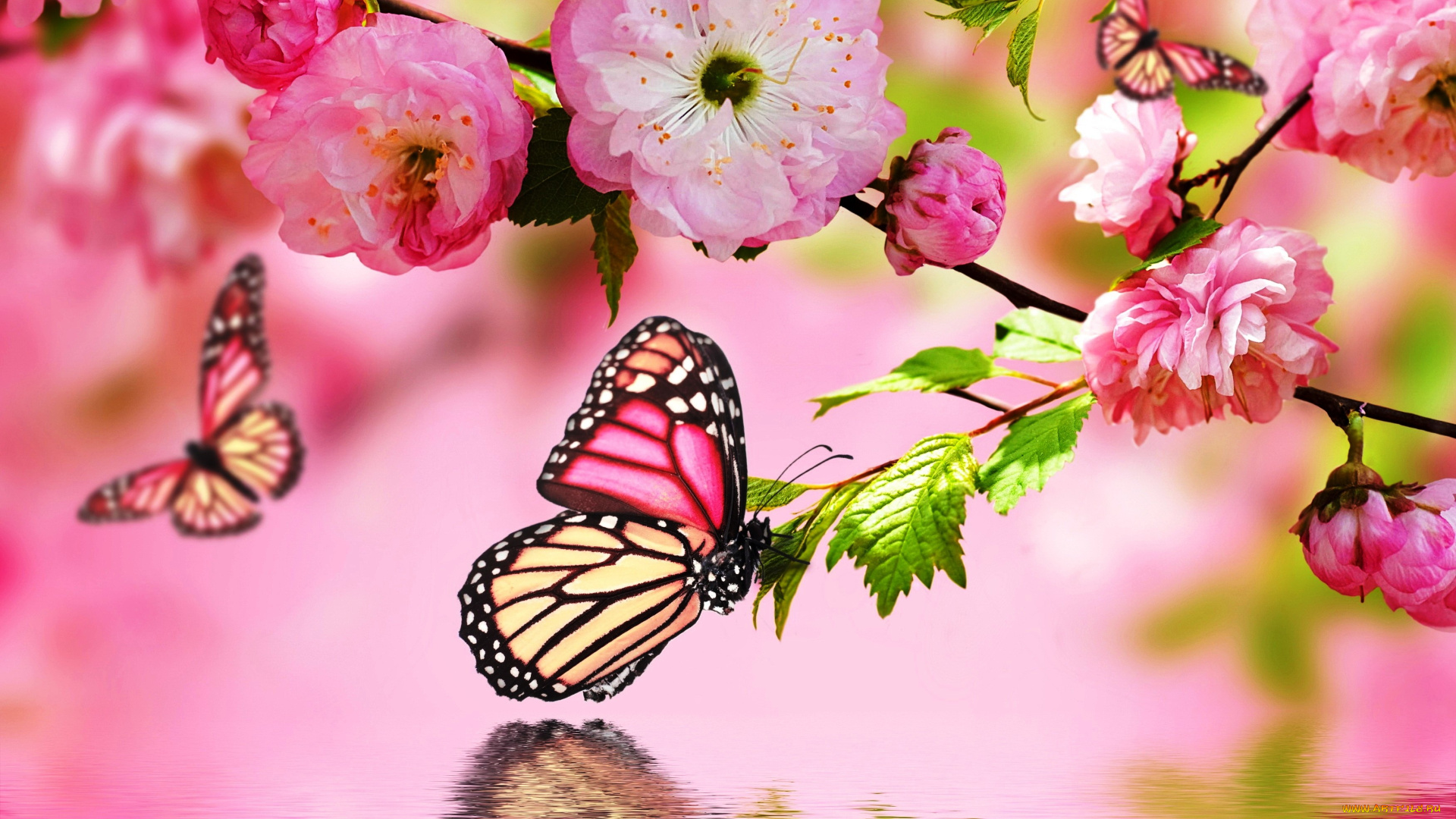 животные, бабочки, , мотыльки, , моли, сакура, весна, ветка, вода, цветение