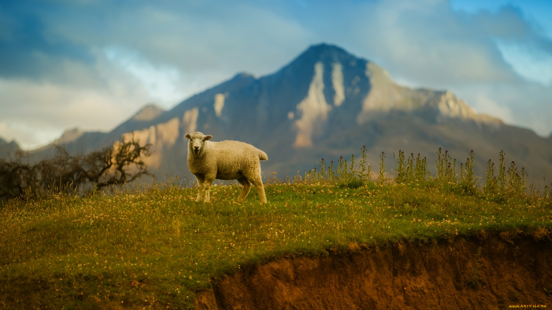 животные, овцы, , бараны, горы, трава, небо, овца
