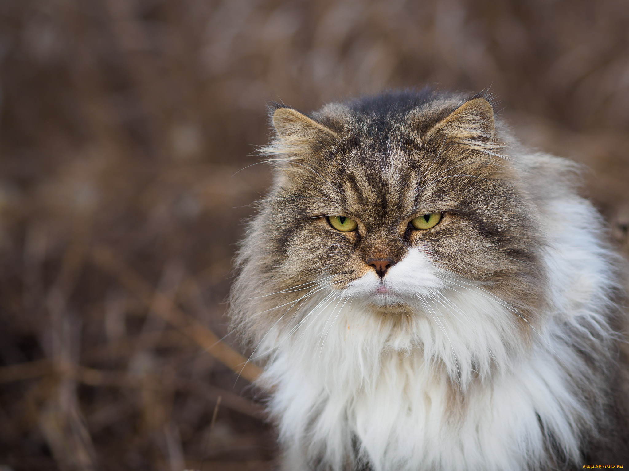 животные, коты, сердитый, кот, пушистый, взгляд