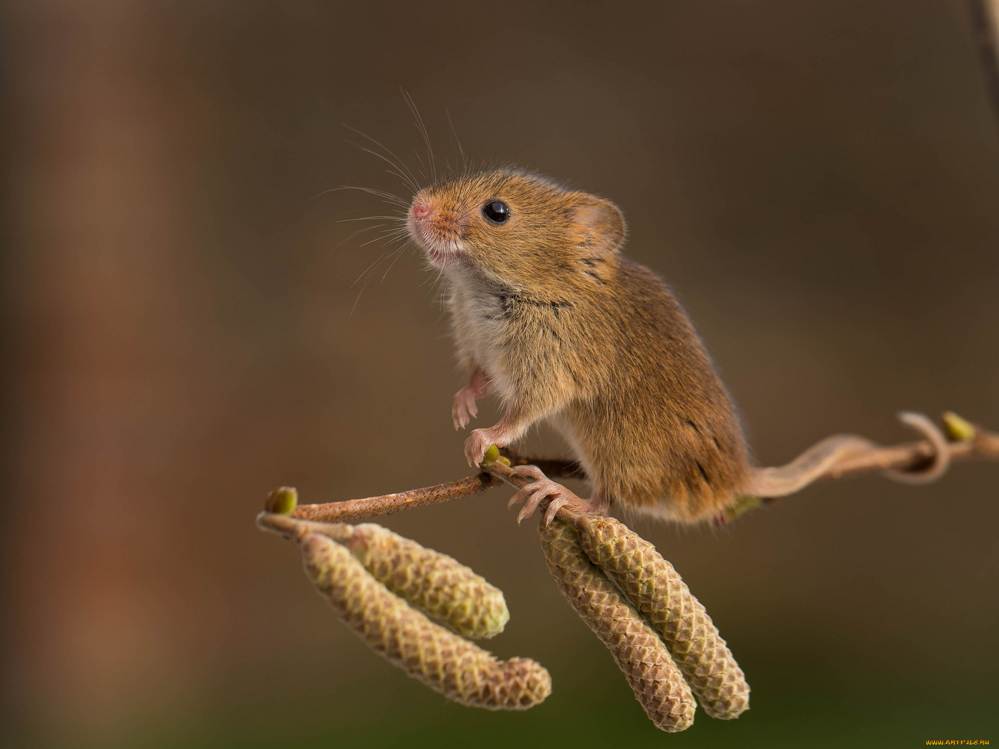 животные, крысы, , мыши, мышь-малютка, harvest, mouse, серёжки, ветка, грызун, мышка