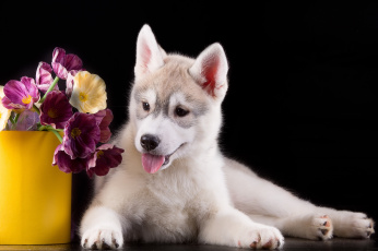 Картинка животные собаки цветы хаски щенок