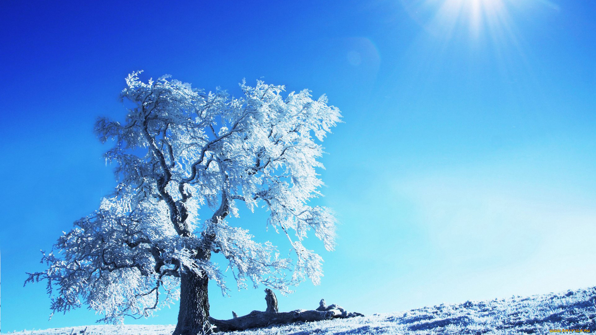 природа, деревья, снег, дерево, иней, утро, зима