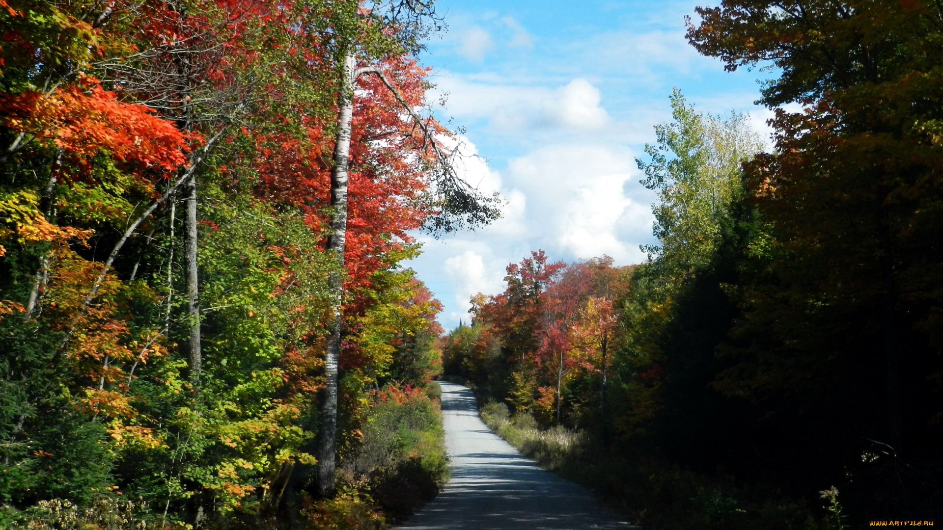 природа, дороги, осень, деревья, дорога, проселочная, лес