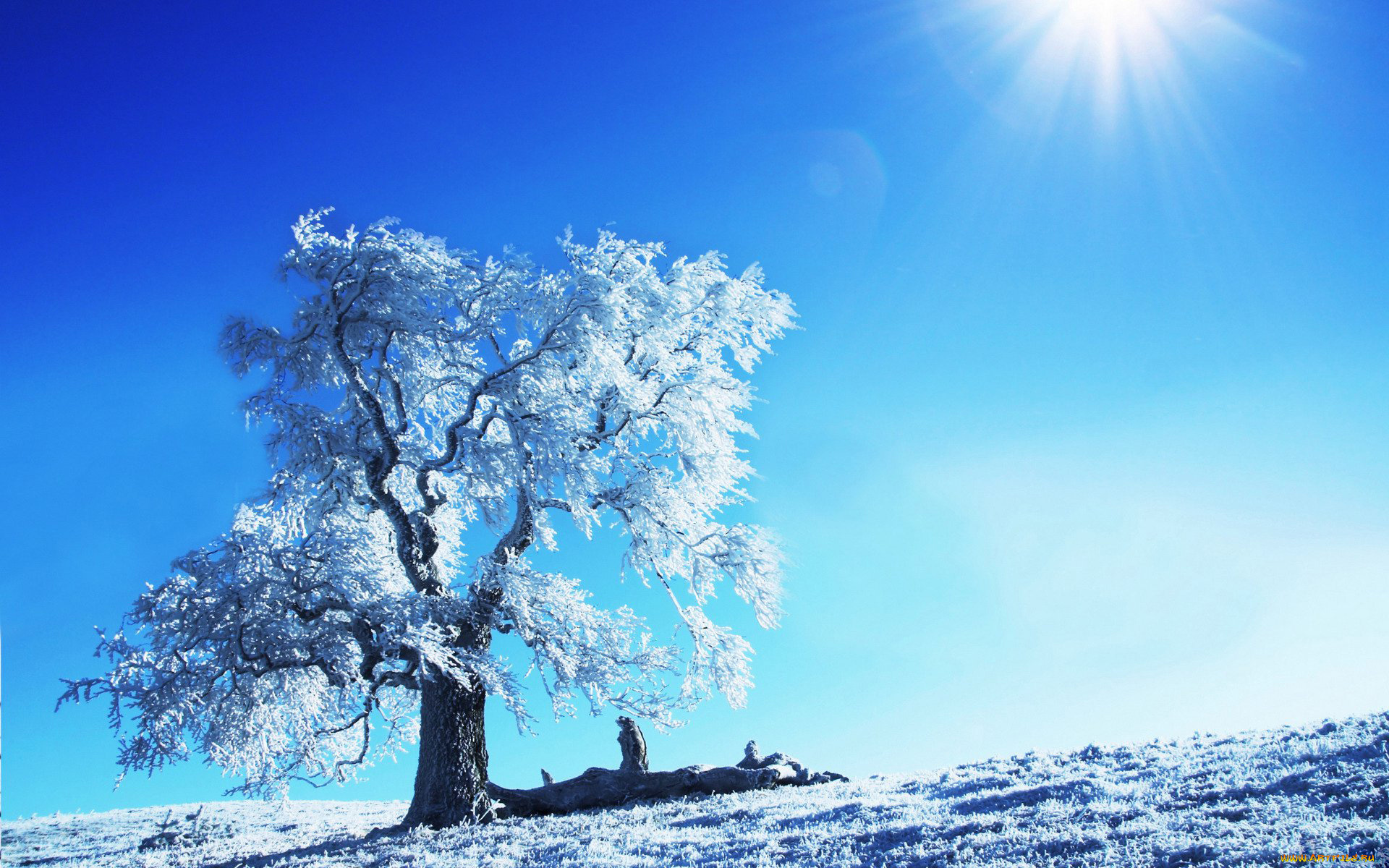 природа, деревья, снег, дерево, иней, утро, зима