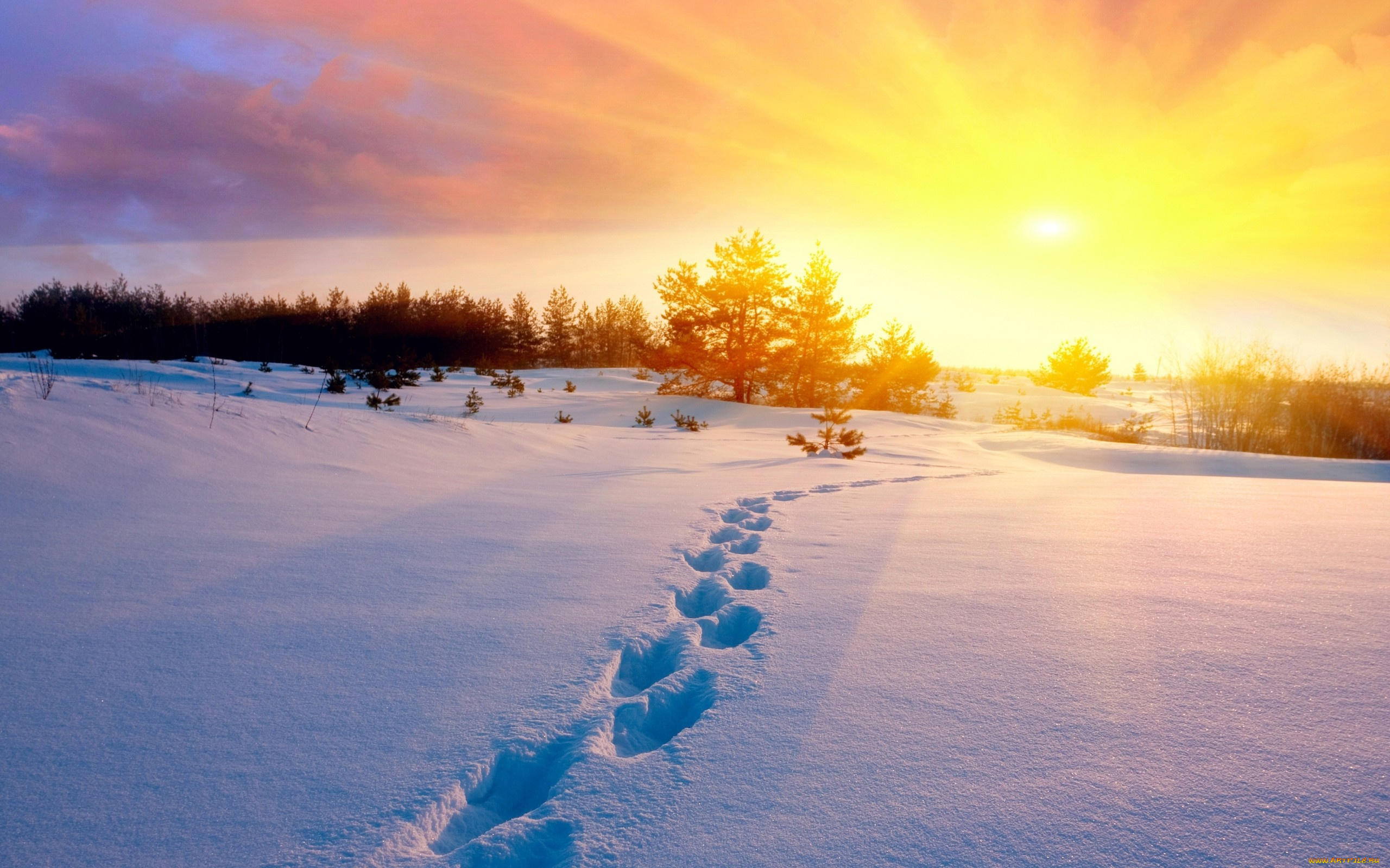 природа, зима, закат, снег, деревья, солнце, следы, иней, пейзаж