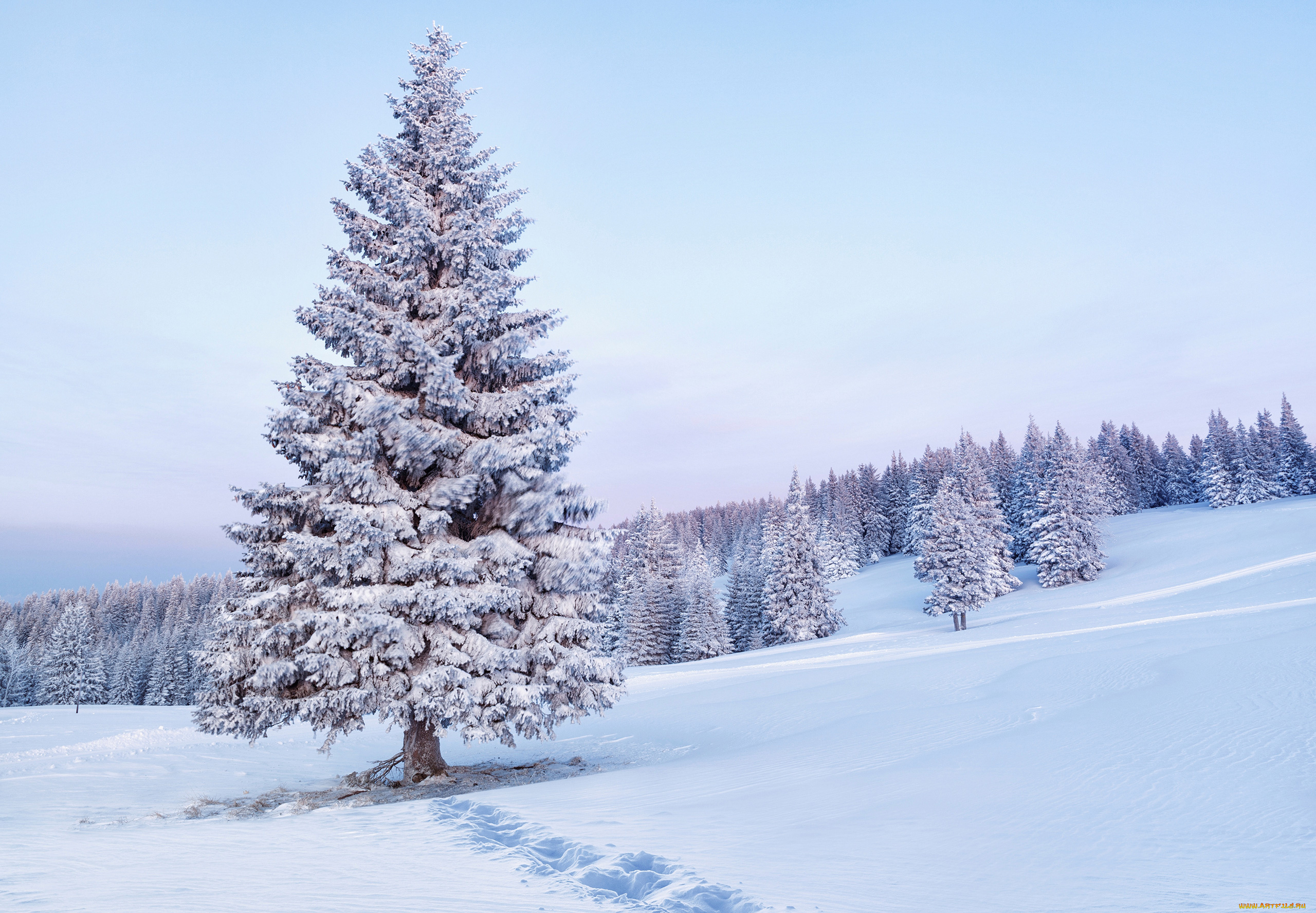 природа, деревья, зима, снег, ель, дерево