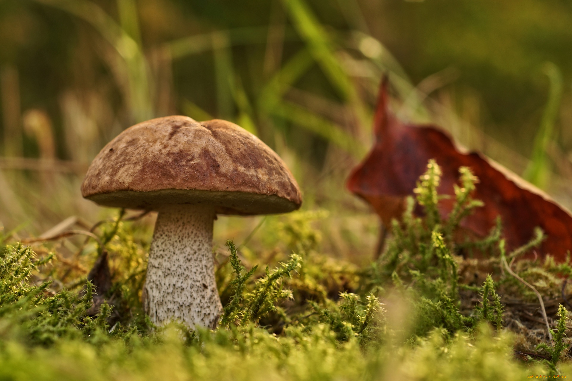 природа, грибы, подосиновик