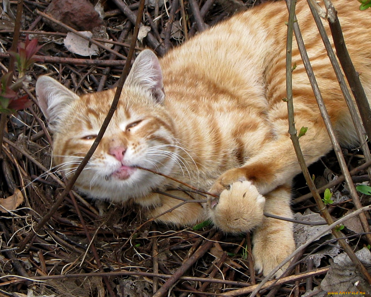 животные, коты