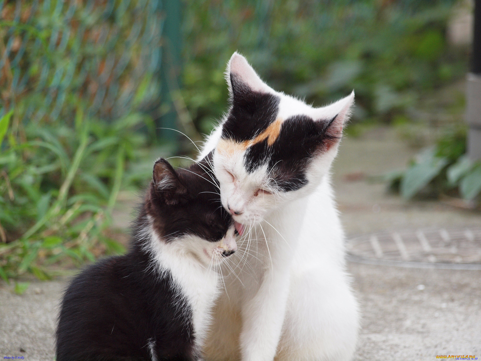 животные, коты, котенок