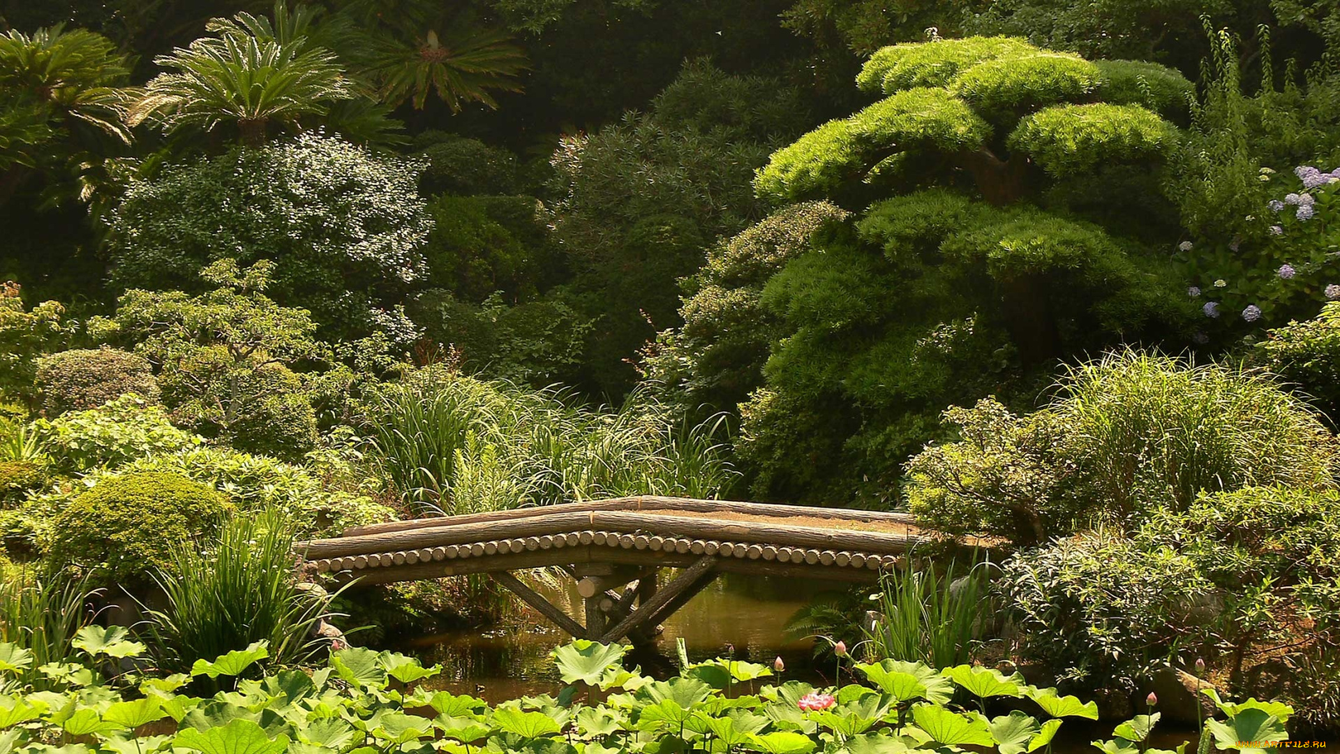 природа, парк, япония, зелень, сад, мост