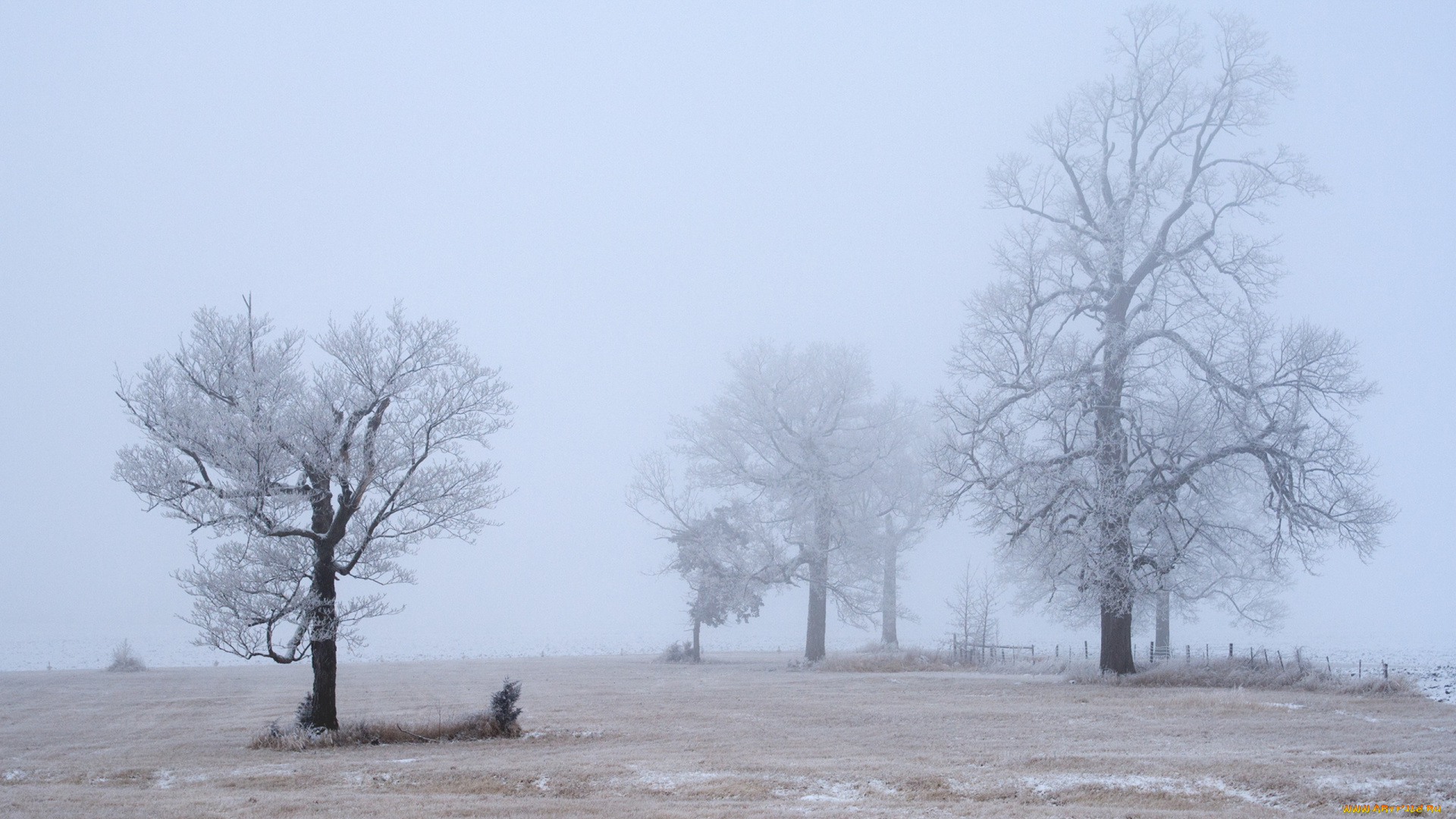 природа, зима, деревья, туман