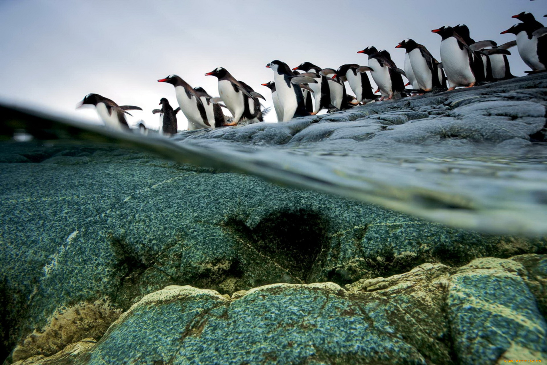 животные, пингвины, вода, камни, арктика