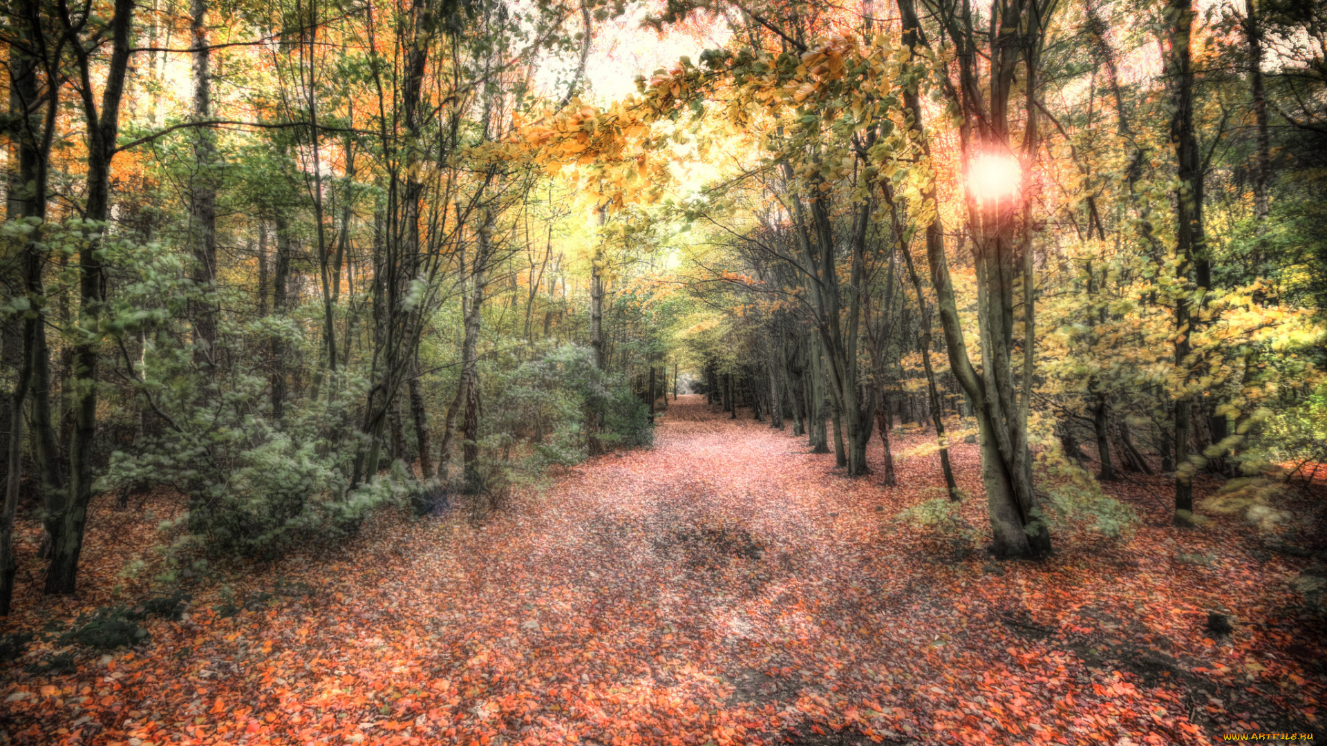 природа, лес, осень, свет, листва