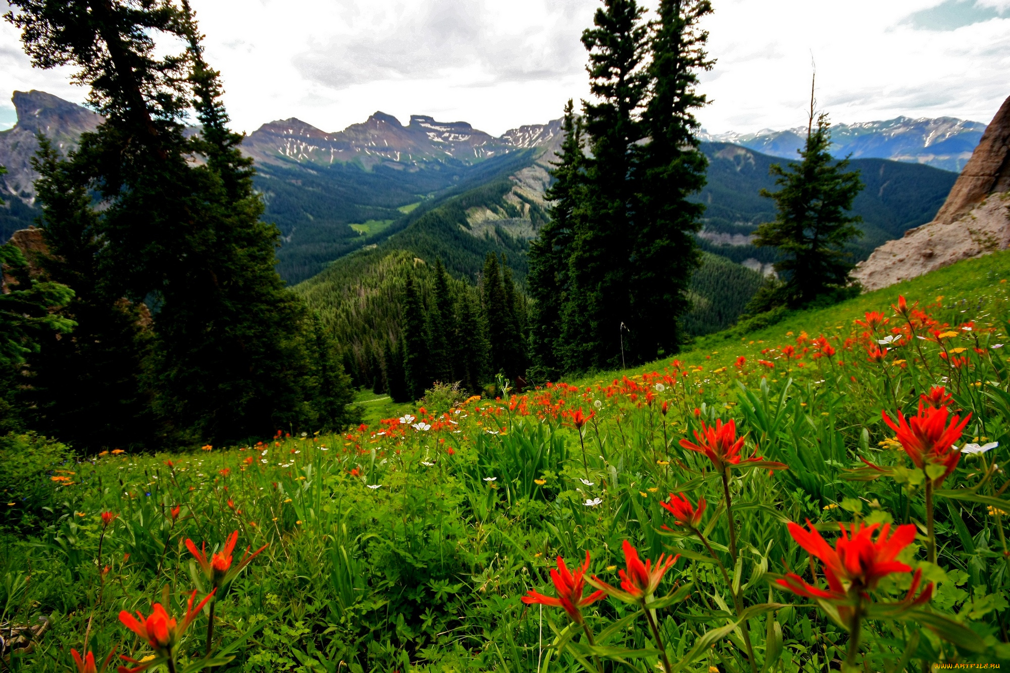 природа, горы, цветы