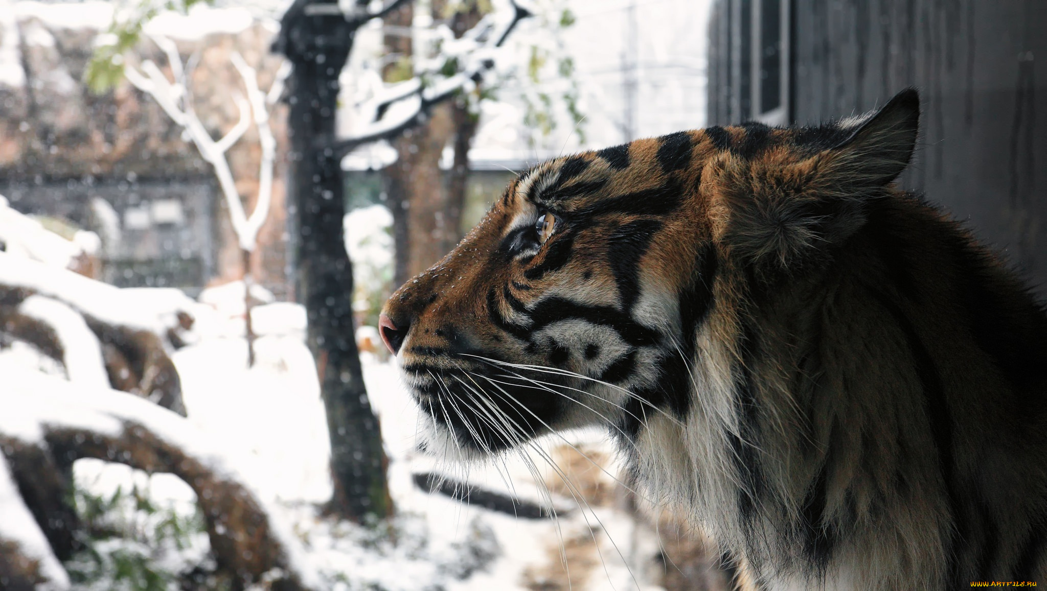 животные, тигры, снег, зима, профиль, мех, морда, кошка
