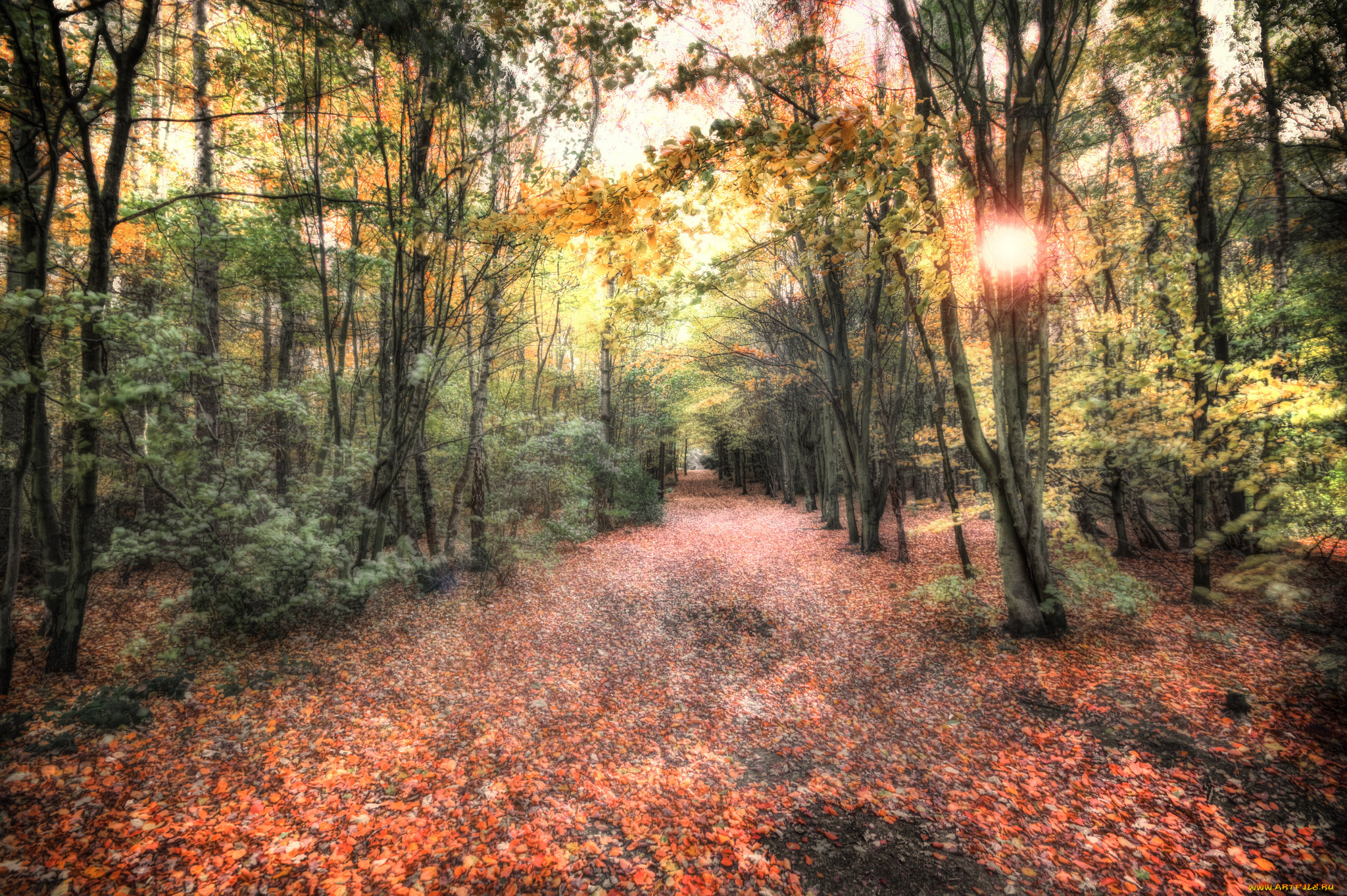 природа, лес, осень, свет, листва