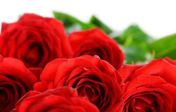 Картинка цветы розы лепестки красные