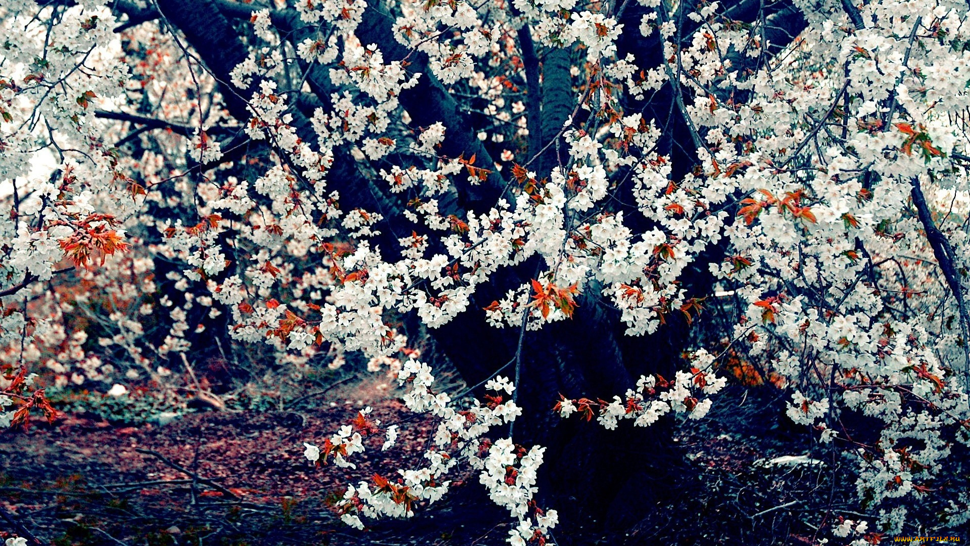 цветы, сакура, , вишня, цветение, дерево, весна, вишня