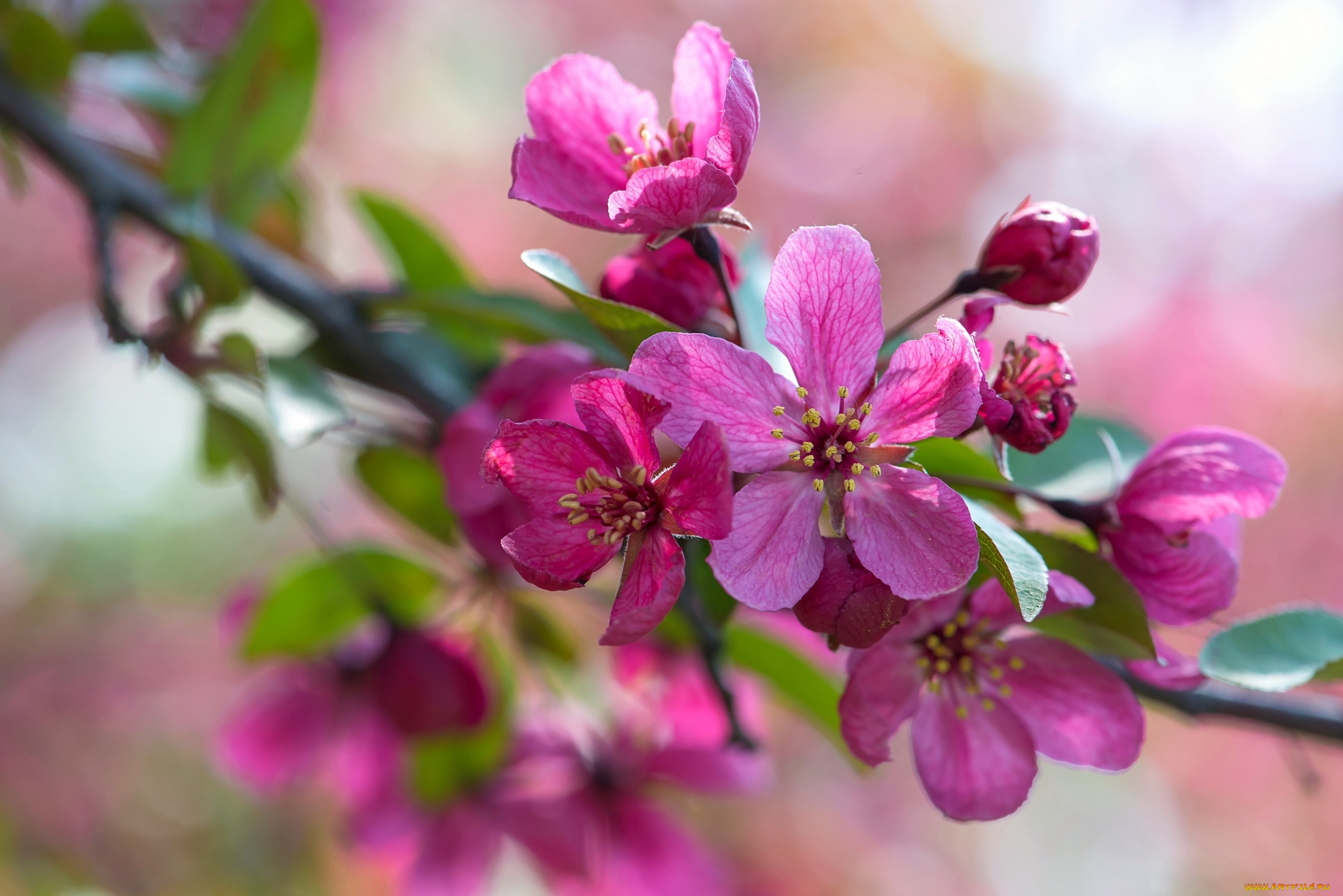 цветы, цветущие, деревья, , , кустарники, макро, розовый, ветка, яблоня