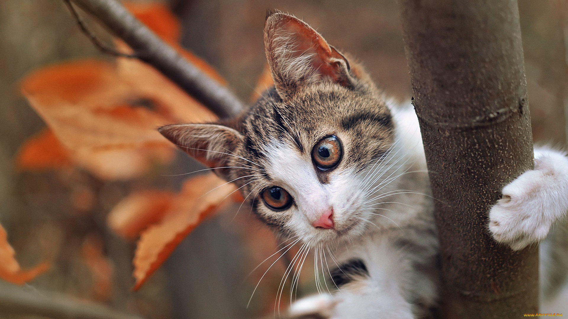кот, на, дереве, животные, коты, дерево, листья, осень, кот, животное