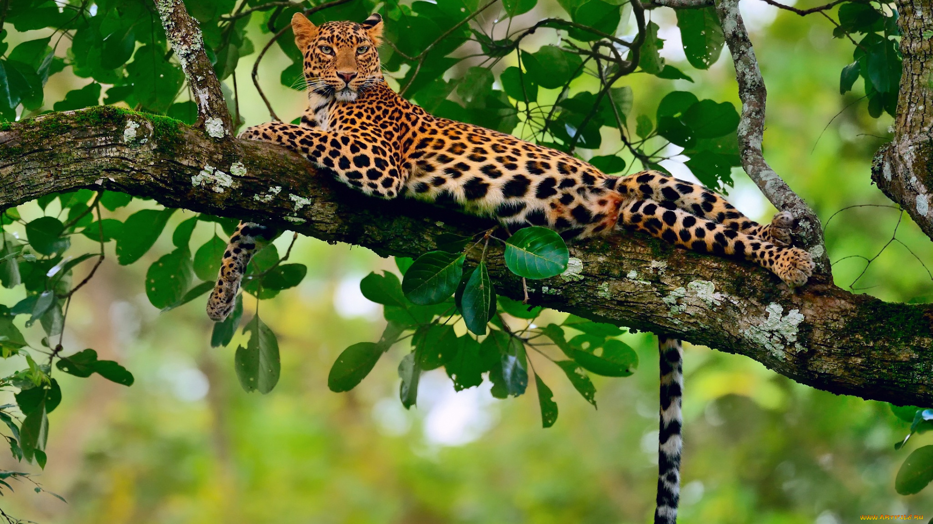 животные, леопарды, боке, ветка, леопард, джунгли, отдых, листва