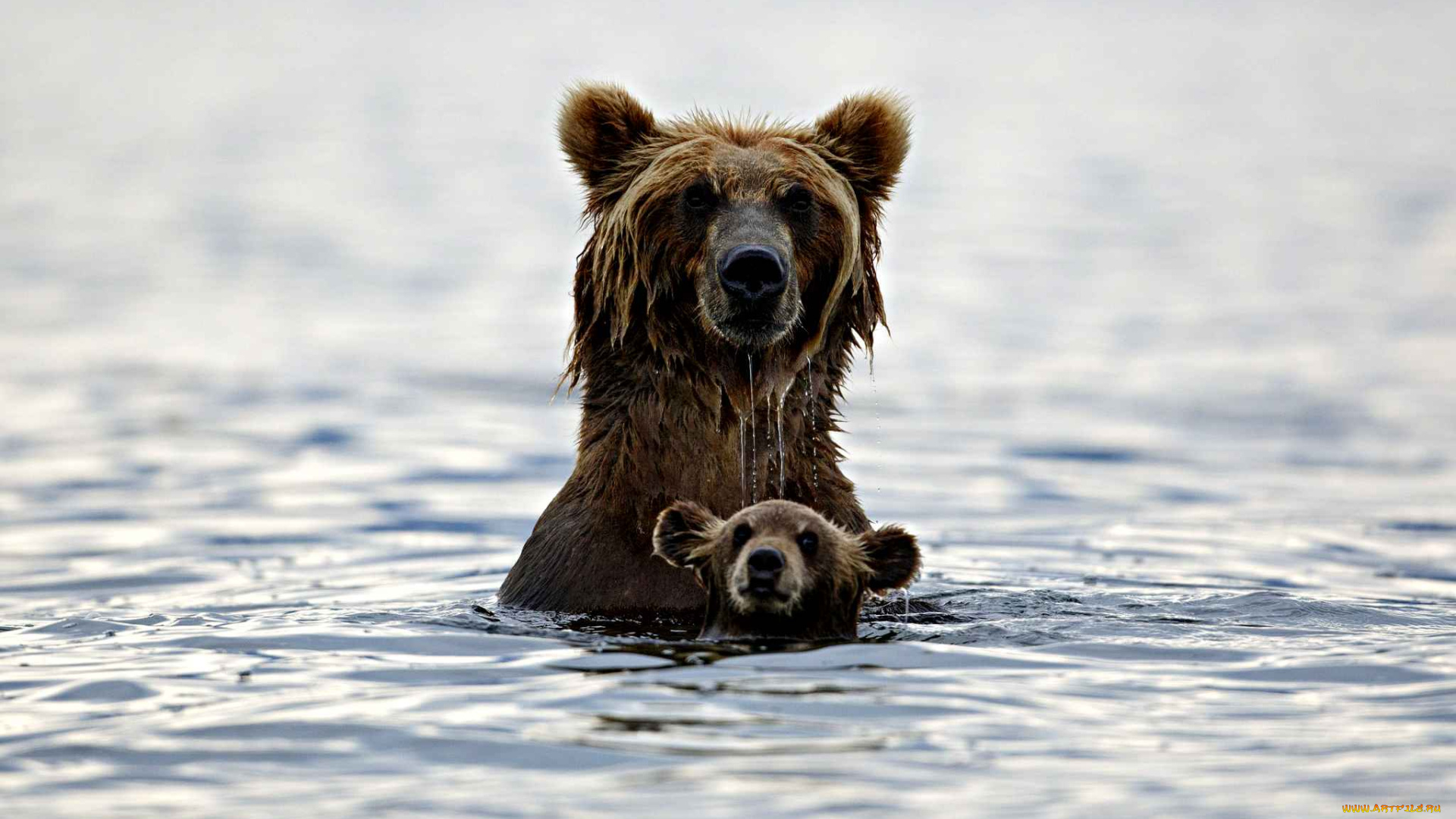 животные, медведи, бурый, хищник, купание, вода, медвежонок, медведь