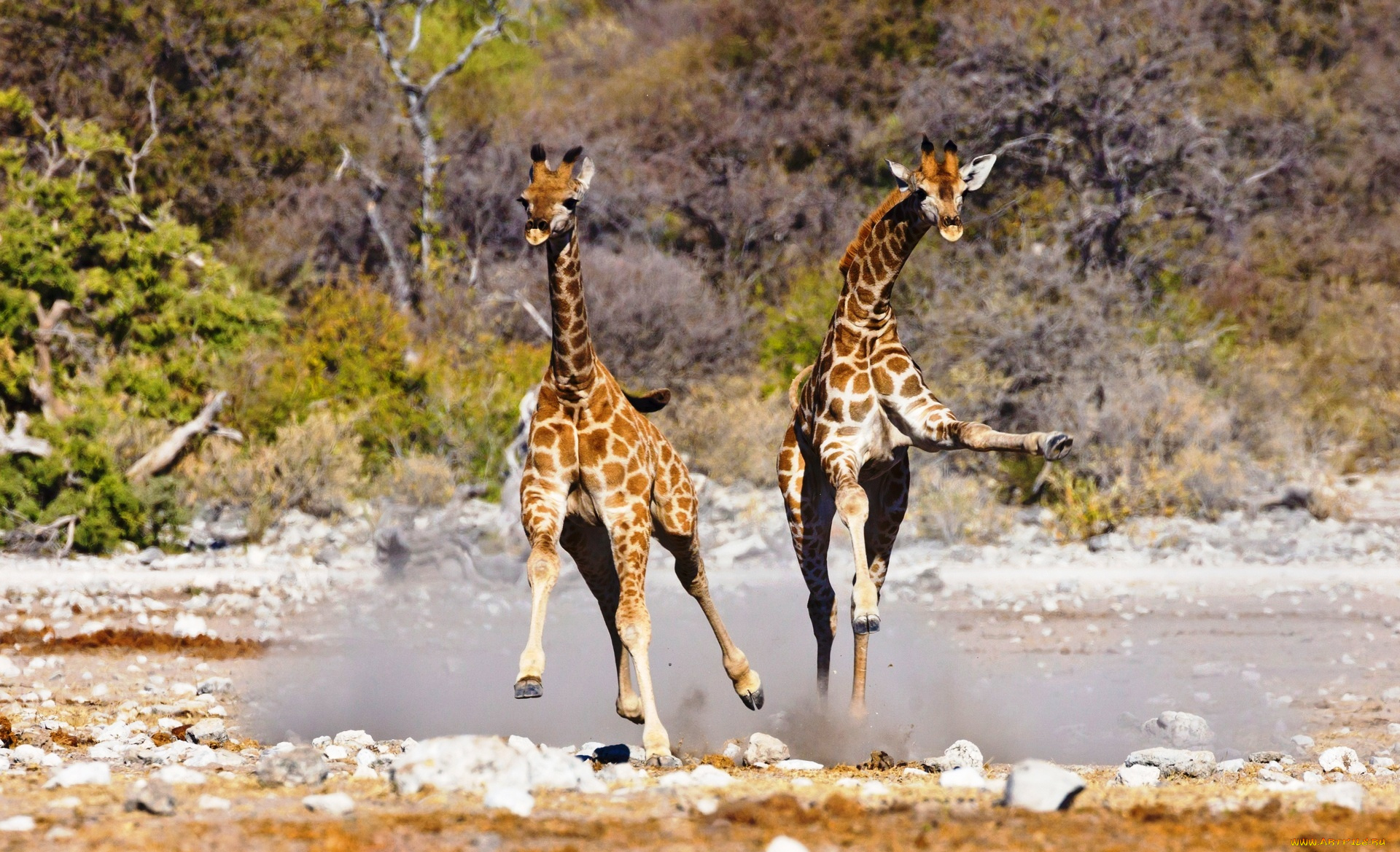 животные, жирафы, детеныши, африка, игра