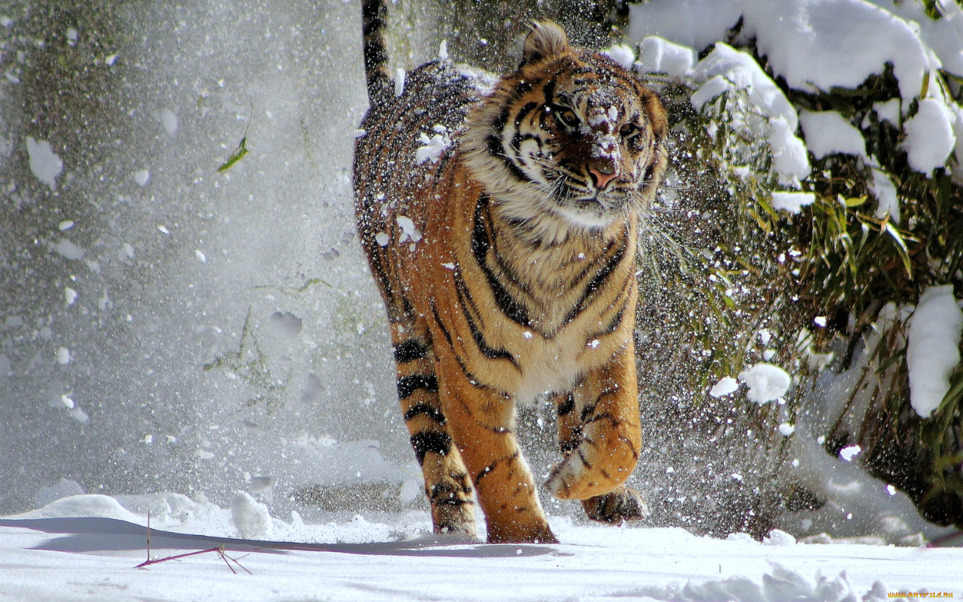 животные, тигры, хищник, зверь, зима, снег, тигр