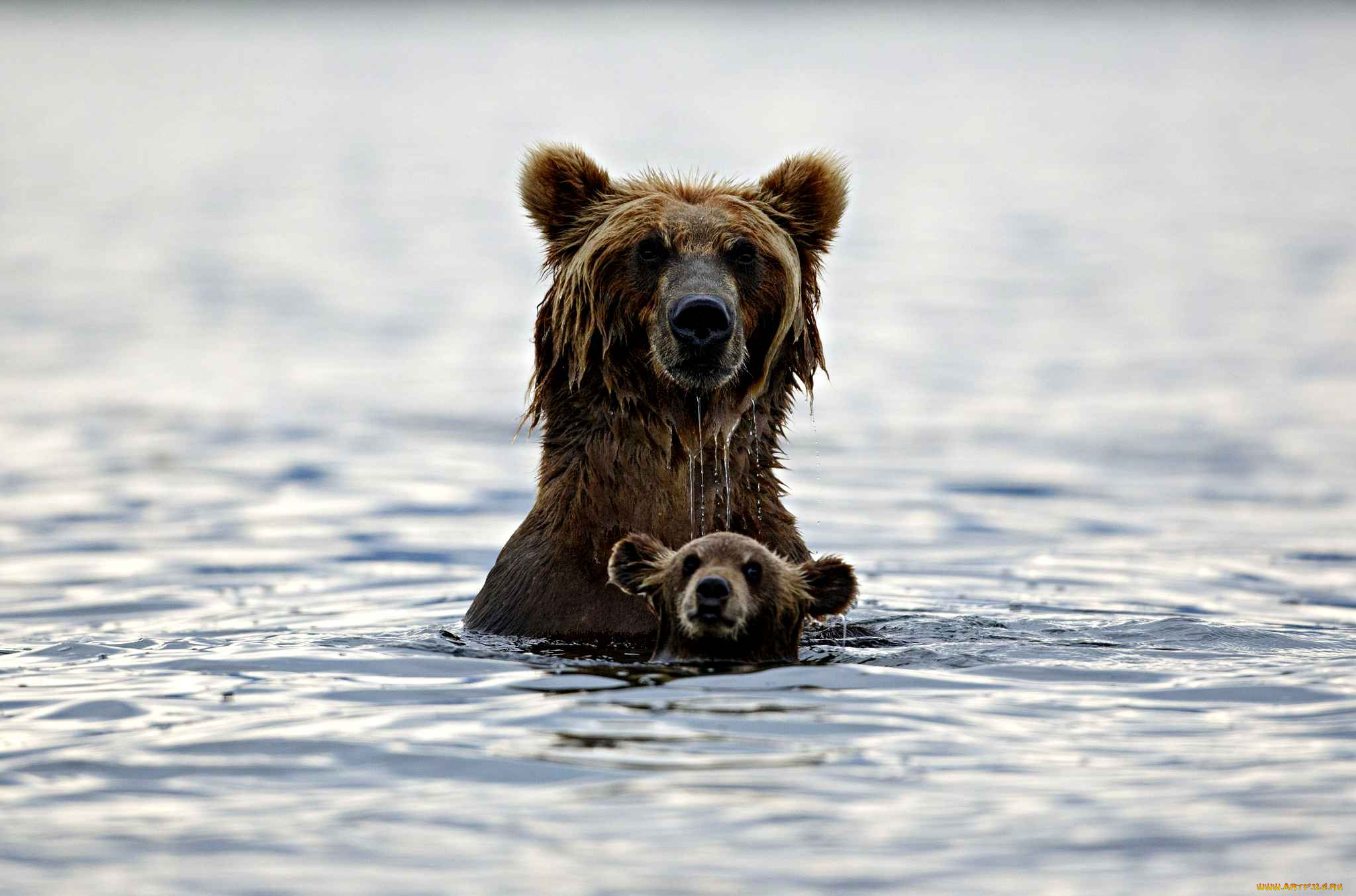 животные, медведи, бурый, хищник, купание, вода, медвежонок, медведь