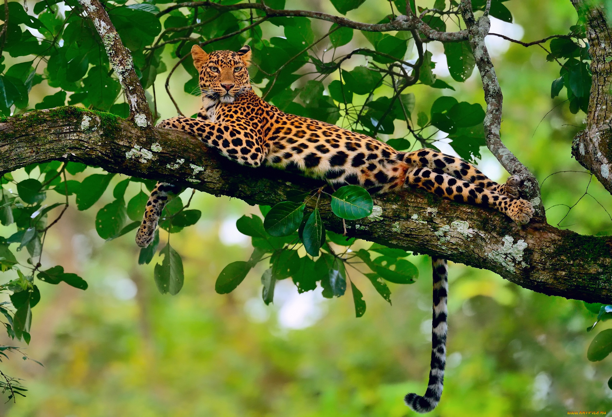 животные, леопарды, боке, ветка, леопард, джунгли, отдых, листва