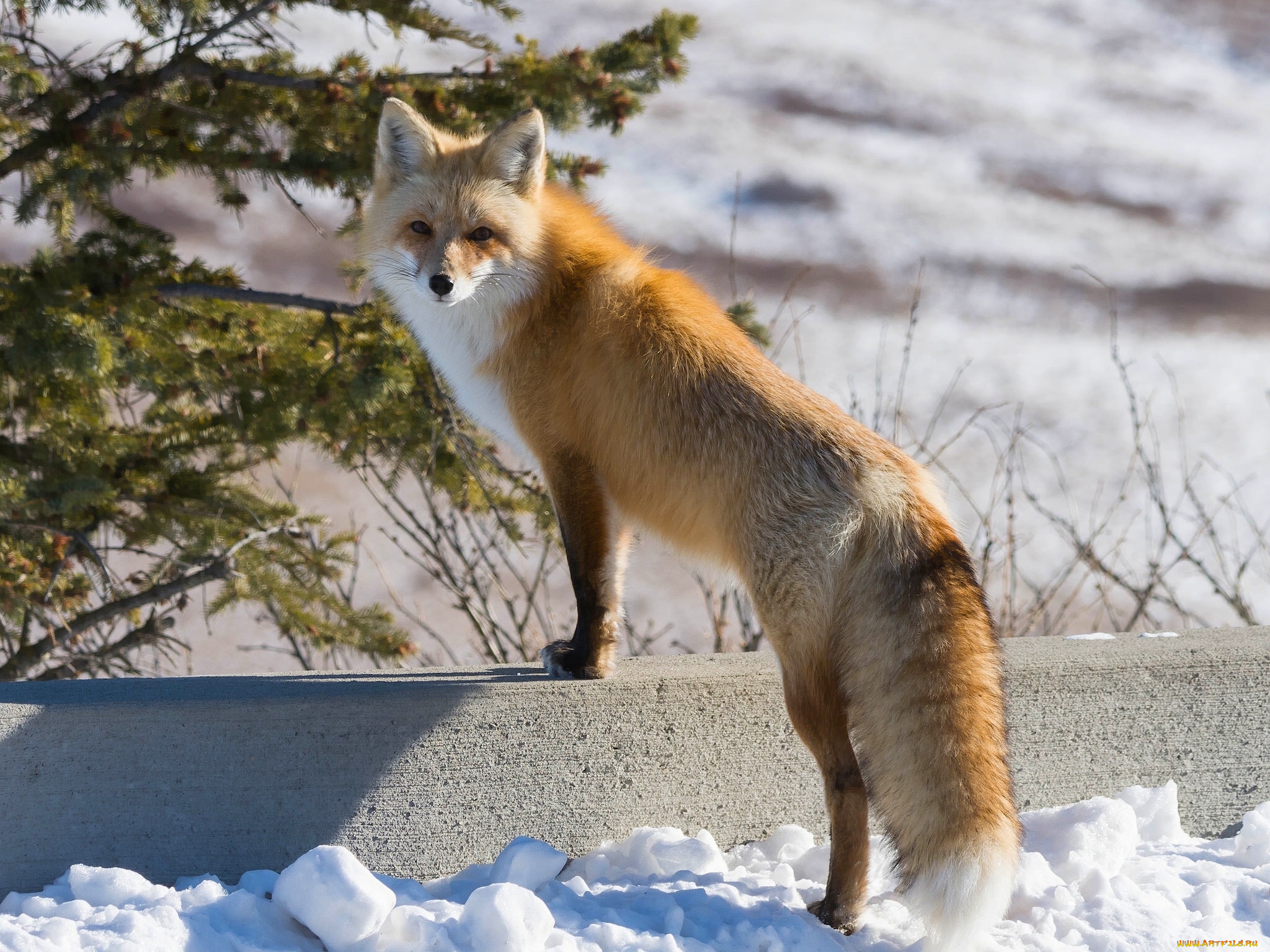 Fluffy fox. Лиса. Лиса фото. Рыжая лиса. Сибирская лиса.