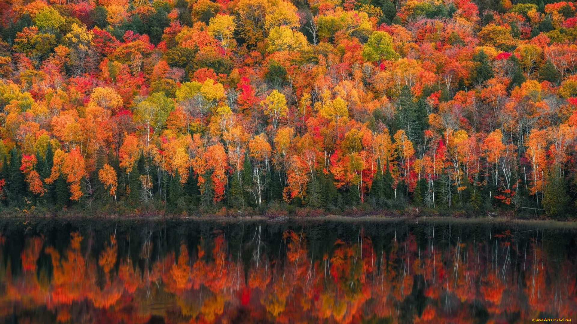 природа, лес, деревья, озеро, осень
