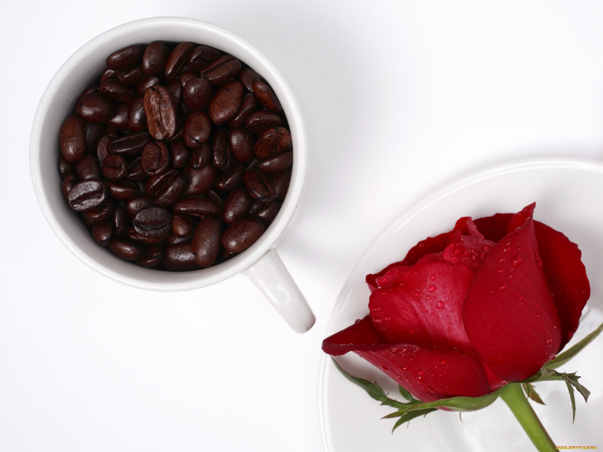 еда, кофе, , кофейные, зёрна, чашка, красная, роза, цветок, зерна