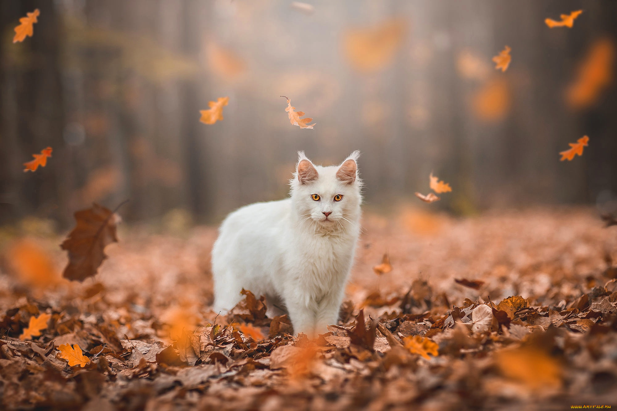 животные, коты, осень, лес, кошка, белый, кот, взгляд, листья, свет, природа, парк, листва, желтые, стоит, мордашка, листопад, боке