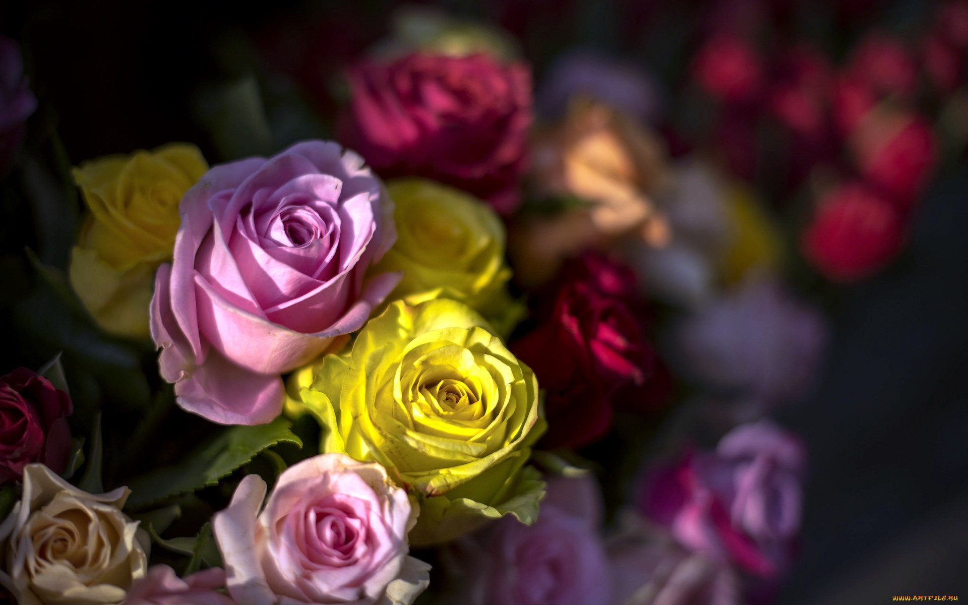 цветы, розы, разноцветные, бутоны