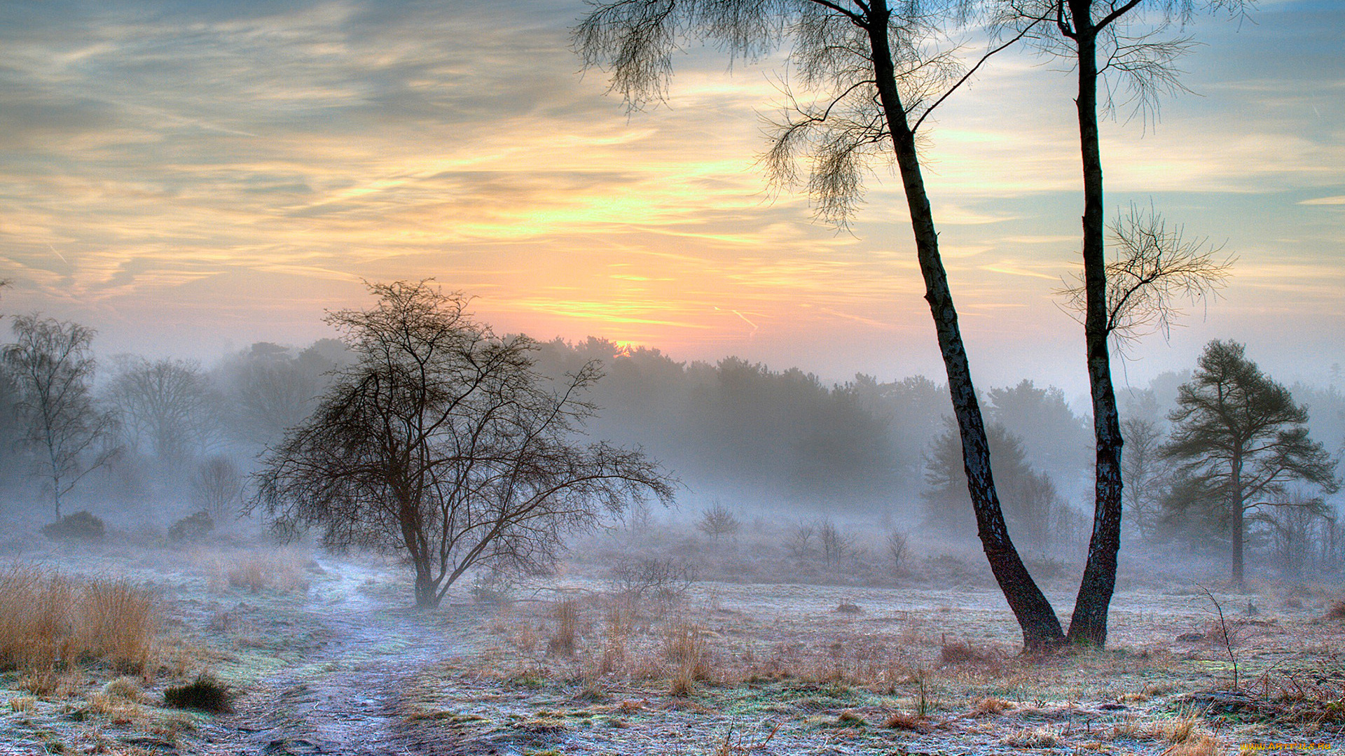 природа, деревья, туман, утро, иней, снег, зима