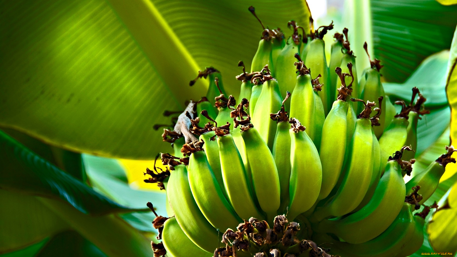природа, плоды, фрукты, бананы, зеленые