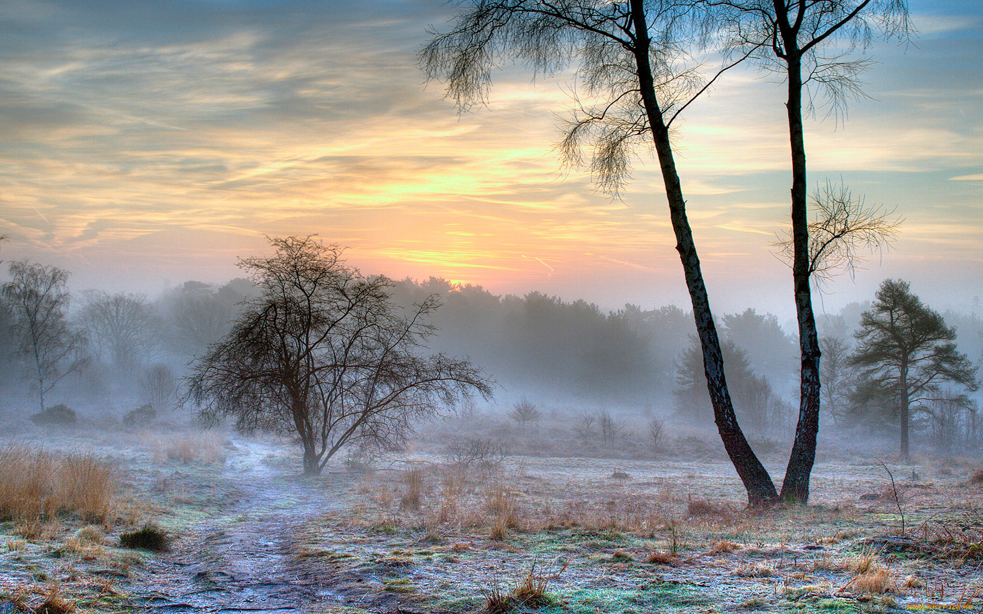 природа, деревья, туман, утро, иней, снег, зима