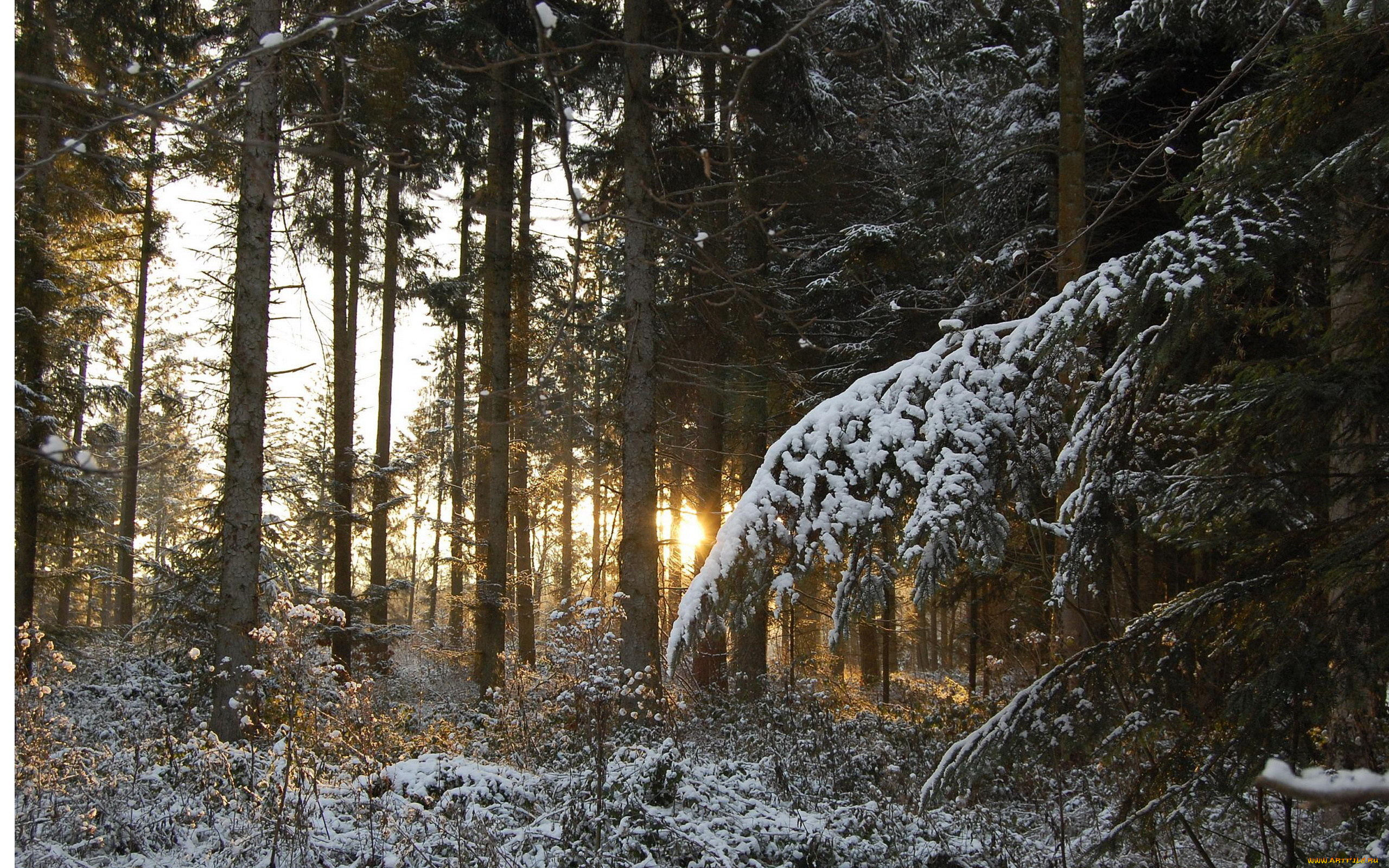 природа, лес, хвоя, снег, зима, лучи, свет, закат, стволы, деревья, ветки